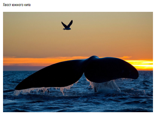 15 фото китов, от которых замирает сердце