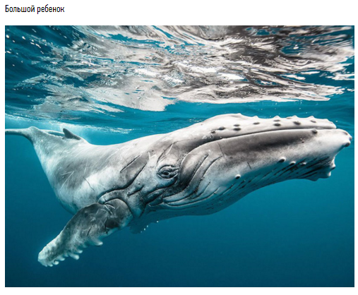 15 фото китов, от которых замирает сердце