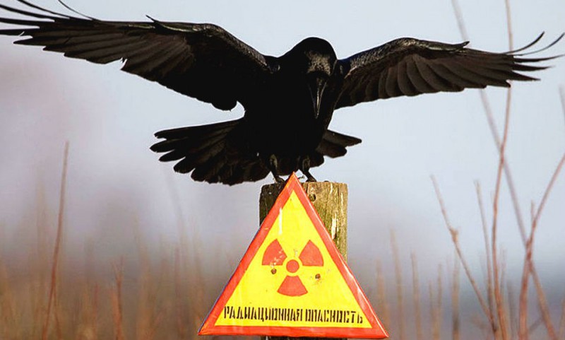 26 апреля - Катастрофа Чернобыля оставила жуткий 30-летний след