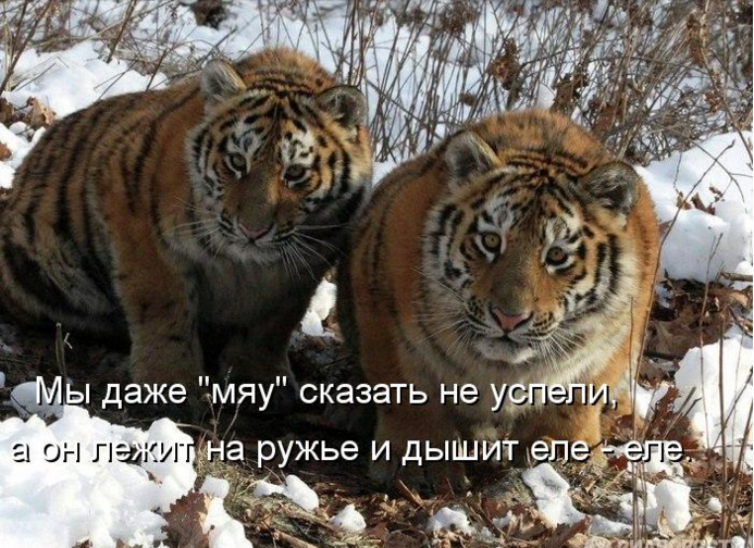 Вот это охота 