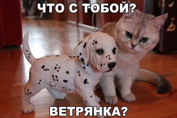 Фото приколы со смешными котами и кошками