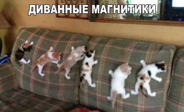 Фото приколы со смешными котами и кошками