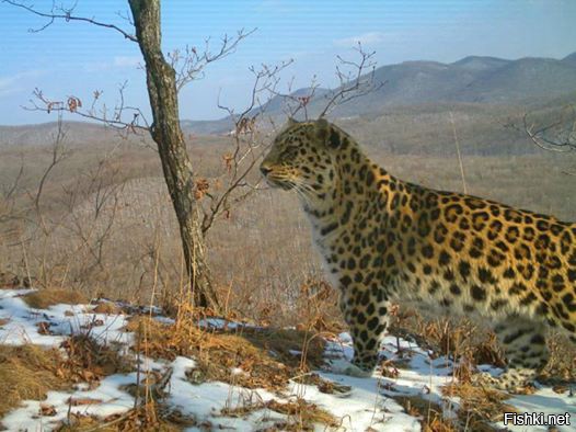 Снимок дальневосточного леопарда по имени Лорд сделан автоматической фотолову...