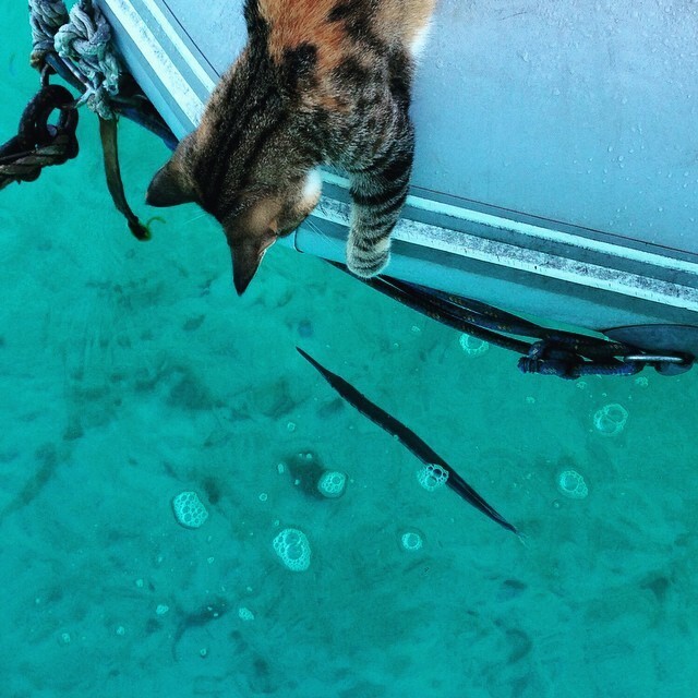 Эта девушка и её кошка живут в лодке и плывут вокруг света