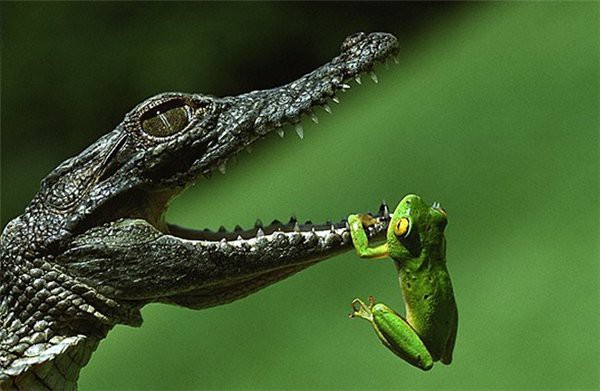 Удивительно невероятные аномалии с крокодилами и жабами