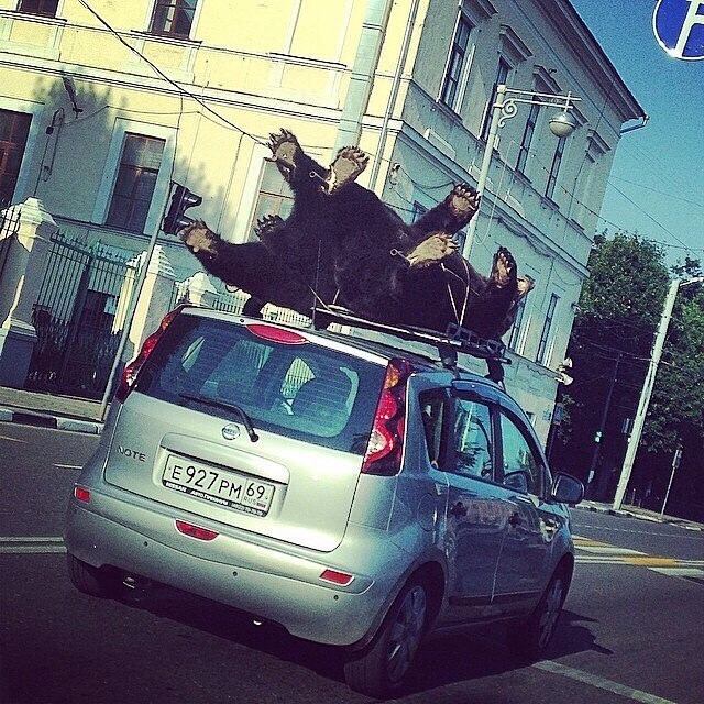 Медведей катают на крышах автомобилей