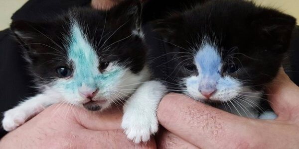 Работники приюта отмыли раскрашенных маркерами котят Смурфа и Шрека