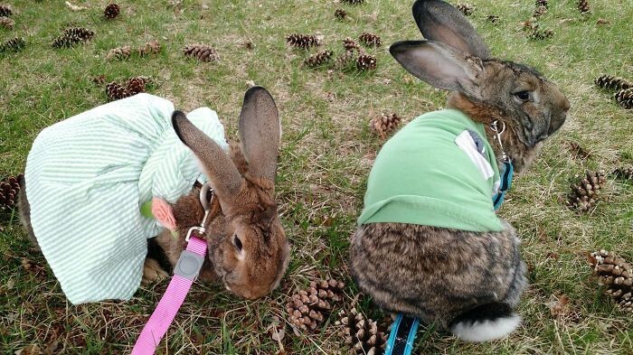 После смерти матери женщина нашла утешение в кроликах