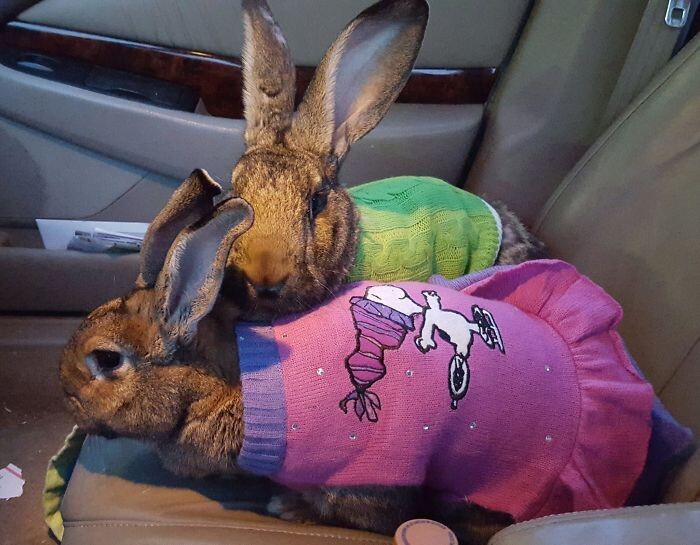 В штате Висконсин помимо Бэтси и Вальтера есть еще только двое таких кроликов-терапевтов.