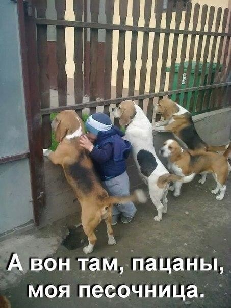 Фото приколы с собаками и щенками