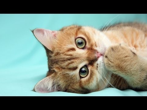 Интересные факты - Кошки  