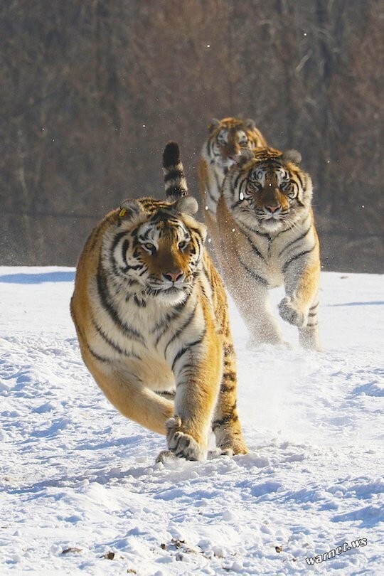 Тигры на снегу