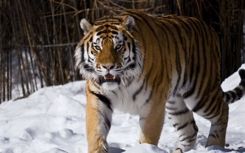 Тигры на снегу