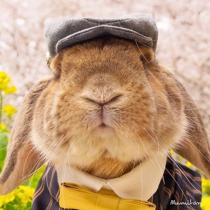 Встречайте самого стильного в мире кролика
