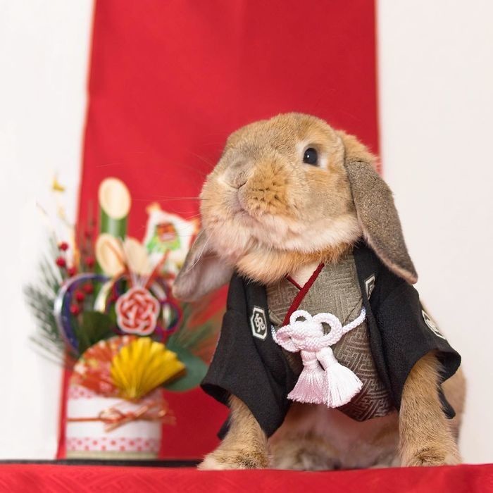 Встречайте самого стильного в мире кролика