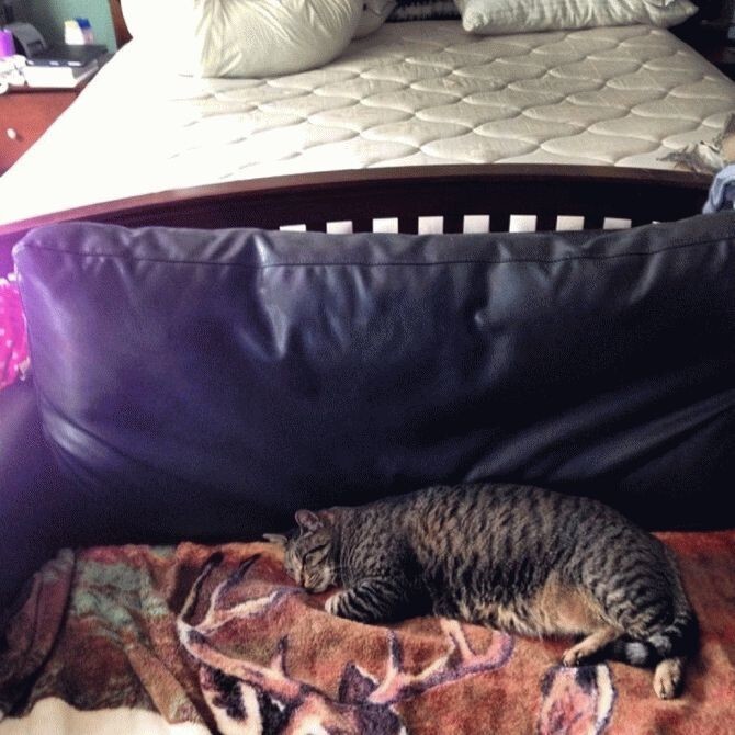 Теперь они всегда спят вместе, и даже когда Ас подрос, кот остается его любимой подушкой.