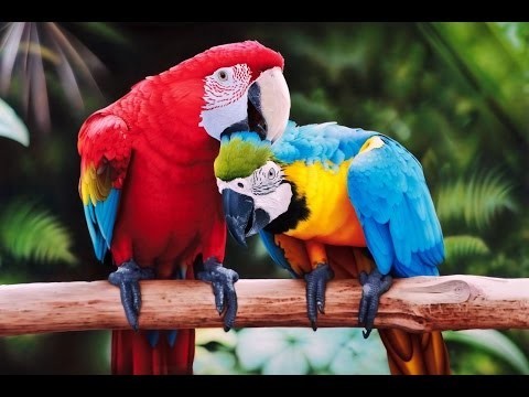 Танец попугая 