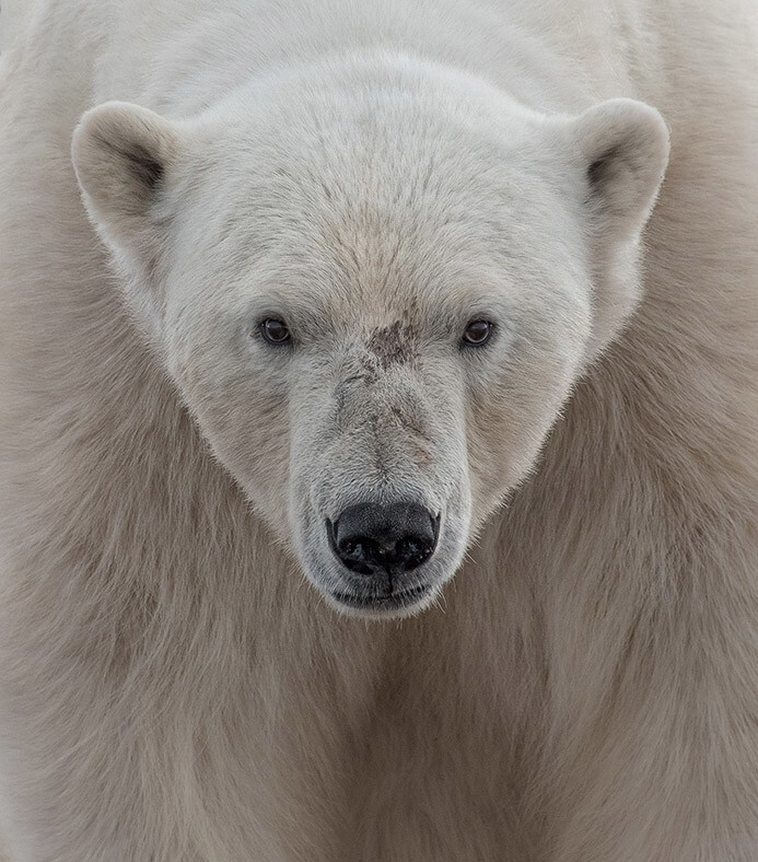 Лицом к лицу с белым медведем. Свальбард, Норвегия. 