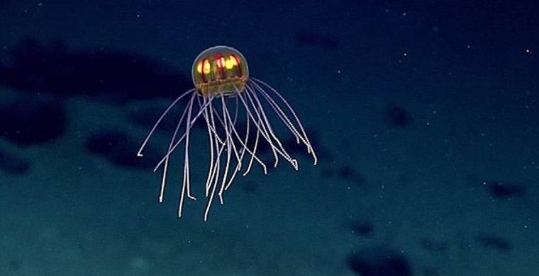 В Марианской впадине нашли неизвестный вид морских существ
