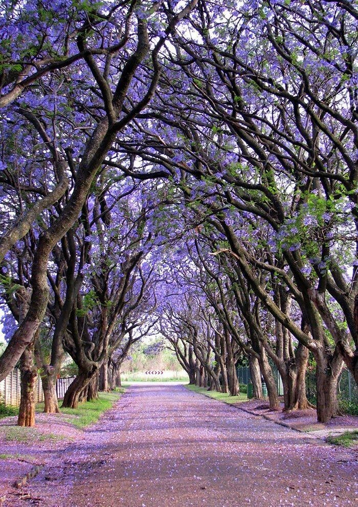 Куллинан, Южная Африка