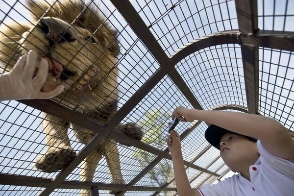 Экстремальная прогулка по чилийскому зоопарку Safari Lion Zoo
