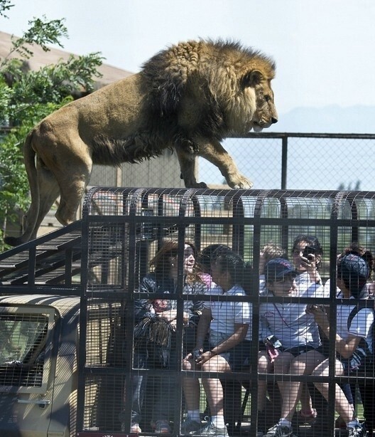 Экстремальная прогулка по чилийскому зоопарку Safari Lion Zoo