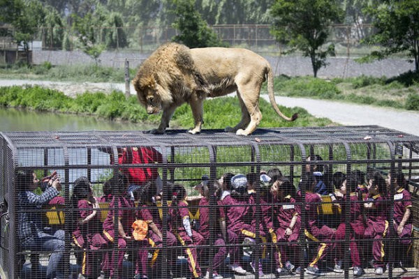 Экстремальная прогулка по чилийскому зоопарку Safari Lion Zoo