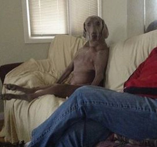 11. Эта собака привыкла так сидеть на диване.