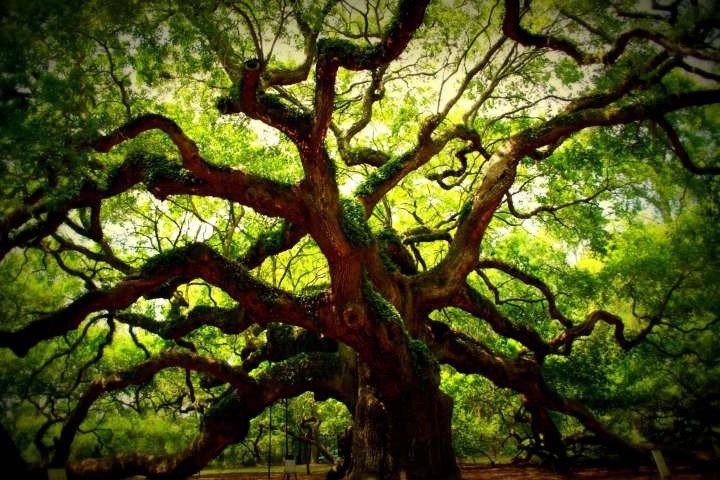 Дуб Ангела — гигантское старое дерево