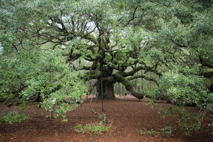 Дуб Ангела — гигантское старое дерево