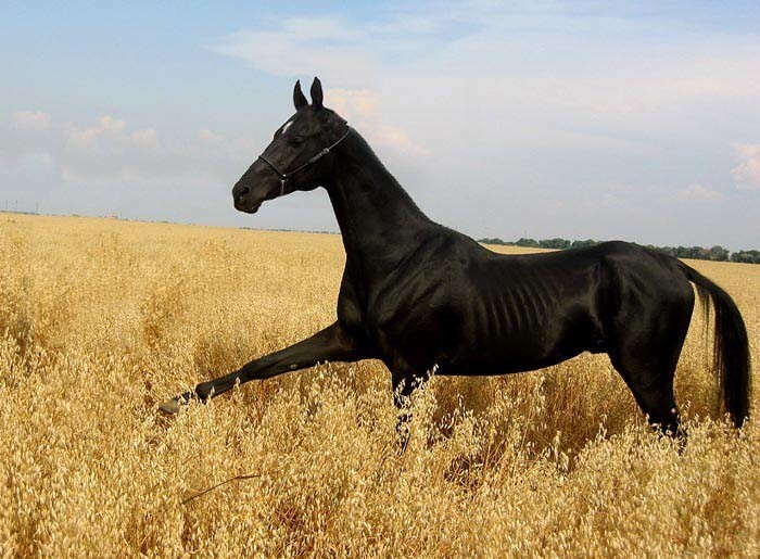 Ахалтекинец