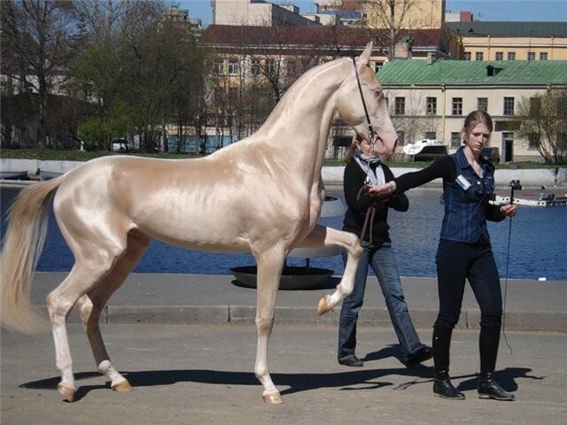 Ахалтекинец