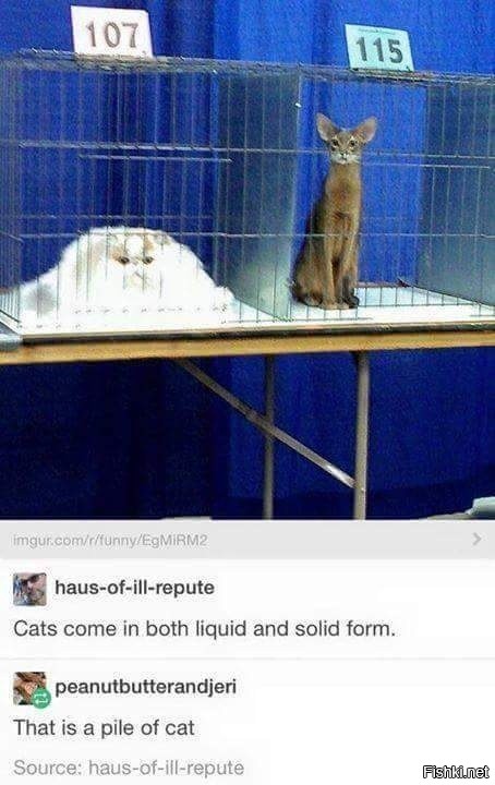 Подпись под фото: "Кошки обладают как жидкой, так и твердой формой"