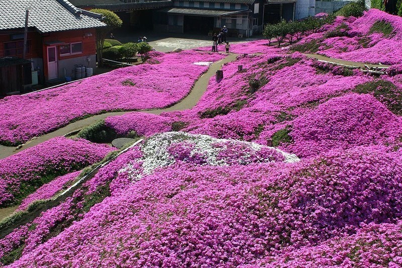 Цветочные ковры Shibazakura 