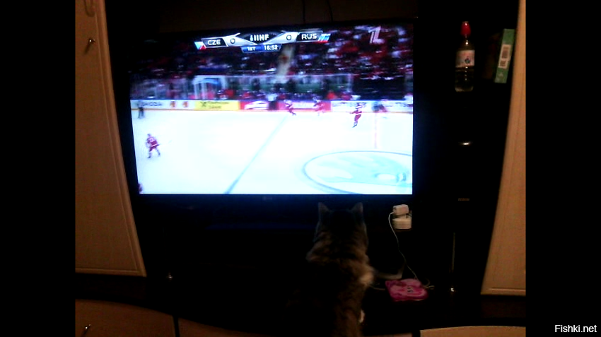 А мы вместе с котом хоккей смотрим )) сори за качество изображения ))