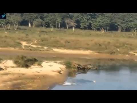 Крокодил напал на собаку 