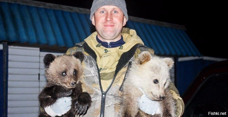 Участковый в Костромской области спас двух осиротевших медвежат, которым гроз...