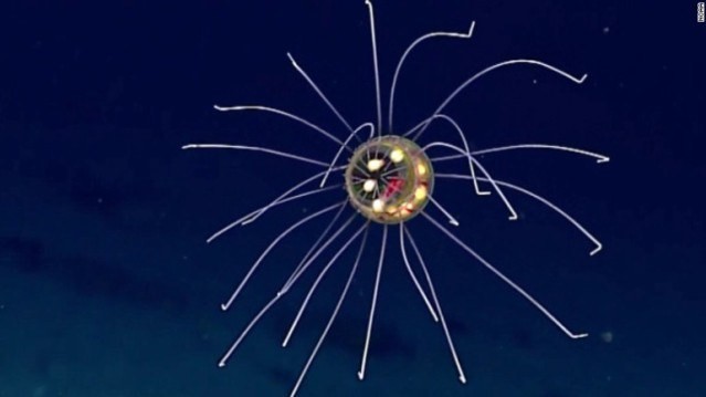 Удивительная медуза-пришелец из Марианской впадины