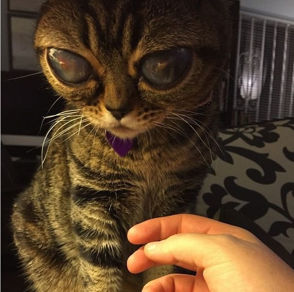 Матильда инопланетная кошка с невероятно большими глазами