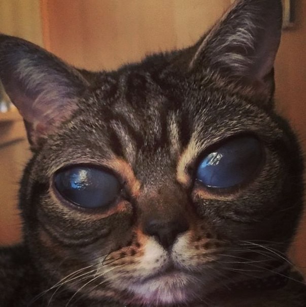 Матильда инопланетная кошка с невероятно большими глазами