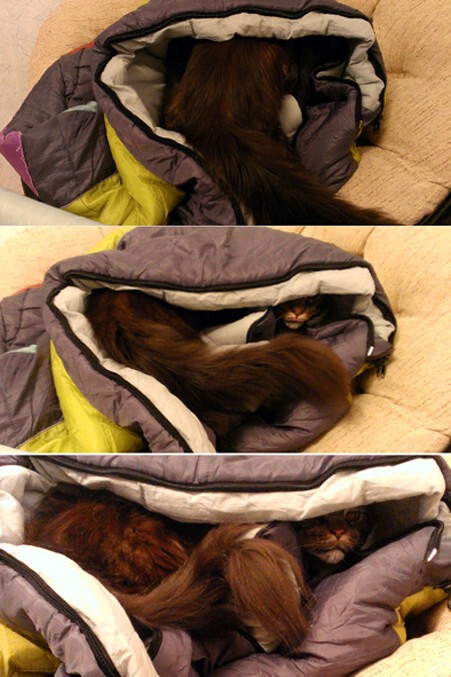 Сначала кот сердился, шипел и прятался. В спальном мешке...