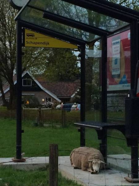 Овца на автобусной остановке 