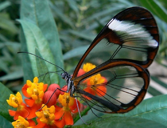 «Стеклянные» крылья этой бабочки достигают размаха от 5,6 до 6,1 сантиметра (от 2,2 до 2,4 дюймов). Взрослые особи питаются нектаром множества растений. 