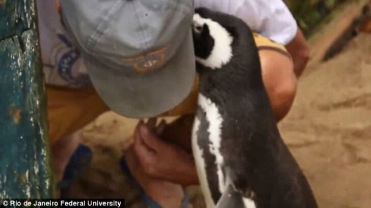 Этот пингвин каждый год проплывает 8 тысяч км, чтобы повидать своего спасителя