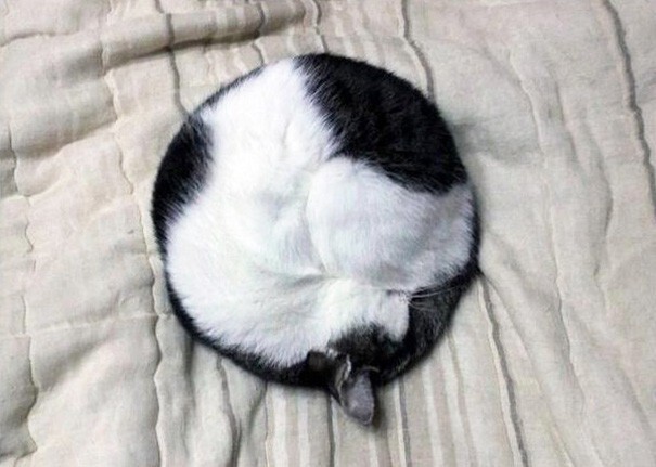 2. Идеальный круг, то есть кот 