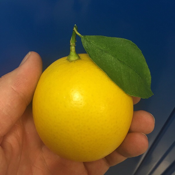 28. Привлекательный лимон