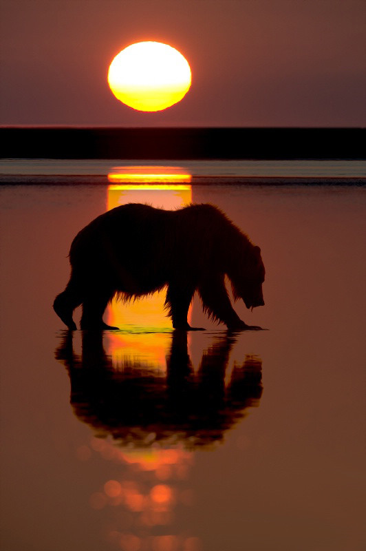 Медведь на закате 