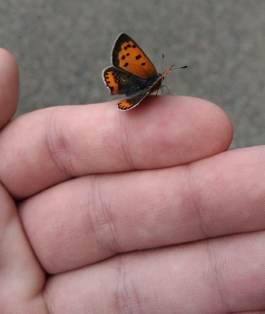 Маленькая бабочка на руке 