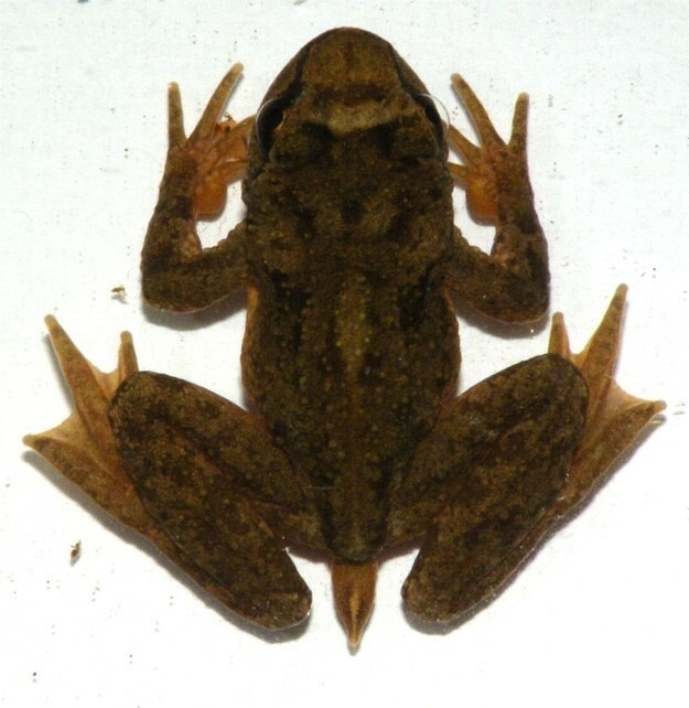 Вот у самцов хвостатой лягушки есть хвост - своеобразный совокупительный орган, по которому семя стекает в клоаку самки, у остальных же лягушек в отсутствие пениса сперма выбрасывается из клоаки прямо на икру  