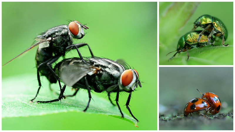 Любовное настроение: как насекомые делают это